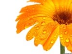 1 wet gerbera orange closeup. jpg