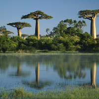 Baobab Trees, Morondava, Madagascar, March