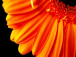 pure orange flower 1080p HD. jpg