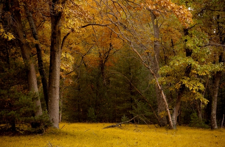 autumn  - field, forest, trees, autumn