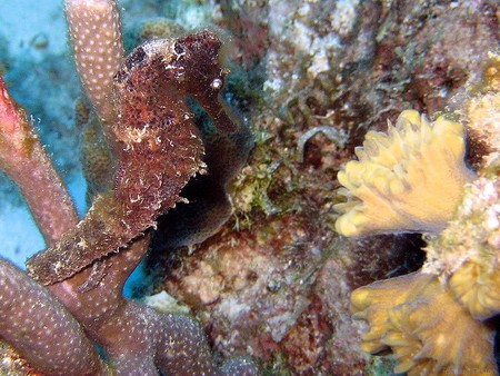 Seahorse in Bonaire - coral, yellow, seahorse