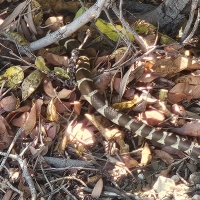 California King Snake