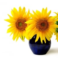 Sunflowers 