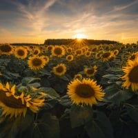 Sunflowers field