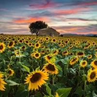 Sunflowers