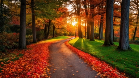 Autumn forest path - erdo, fak, levelek, napfeny, osveny, oszi levelek, szines, termeszet, ut