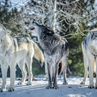 Wolf Pack in Yellowstone N.P.