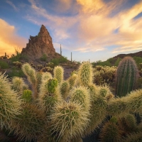 Some painful cacti in southern Arizona