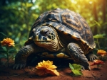 Tortoise