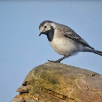 White Wagtail