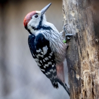 Woodpecker