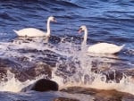 Swans in Sea