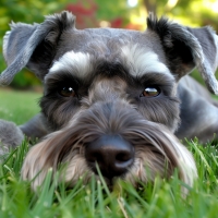 Schnauzer