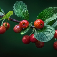 Cherries