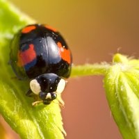 Ladybug