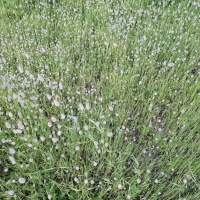 Spring grass