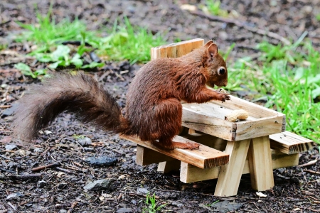 Squirrel Enjoying his Picnic (Very Cute) - animals, peanuts, picnic table, squirrel