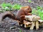 Squirrel Enjoying his Picnic (Very Cute)