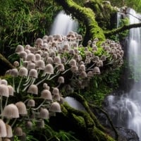 Waterfall and Toadstools