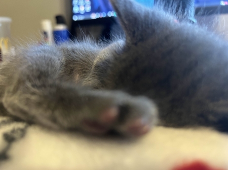 Kitten sleeping as I work - cutekitten, kitten, sleeping, sleepykitty