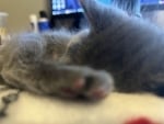 Kitten sleeping as I work