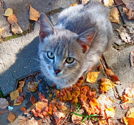 Cute gray kitty - autumn, cats, cute, gray, kittens