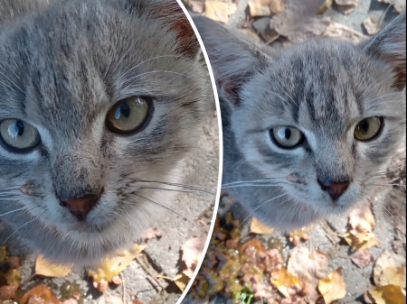 Collage of cute kitten