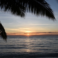 Sunset Palm Sea