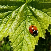 Ladybug