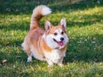 Corgi