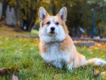 Corgi