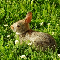 Rabbit And Clover