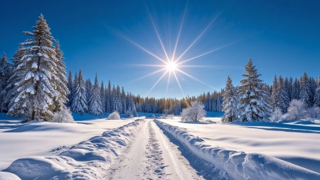 Winter pine forest - erdo, fenyo, havas, ho, napfeny, tel, teli taj, termeszet, ut