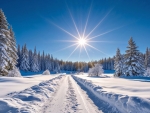 Winter pine forest