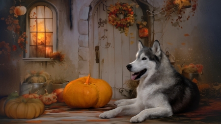 Watching the harvest - artwork, digital, dog, pumpkin, room