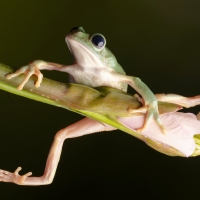 Mexican Walking Leaf Frog