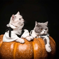 happy halloween cat