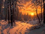 Winter forest at sunset