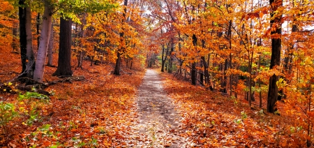 Autumn Trail 2