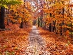 Autumn Trail 2