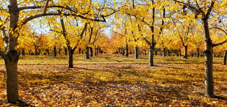 Yellow Orchard