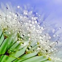 Water Drops on Flowers