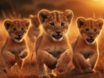 Three rare Asiatic Lion Cubs born at Londo Zoo