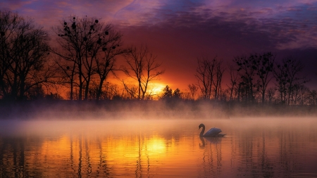Sunrise at a lake - art, colors, digital, mist, morning, sun, swan, trees