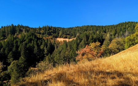 Fall in Mendocino County, California - colors, hills, trees, usa