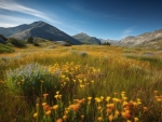 Mountain meadow blooms with wildflowers in summer