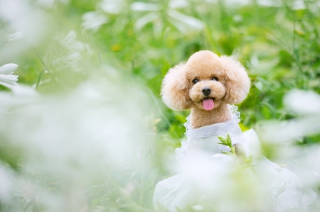 Cute puppy - cute, dog, face, look, puppy