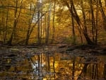 Golden Woods in the Finger Lakes of New York