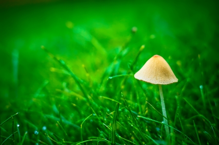 Mushroom - fungi, macro, mushroom, nature