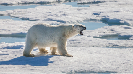 Polar Bear - polar bear, polarbear, snow, white bear